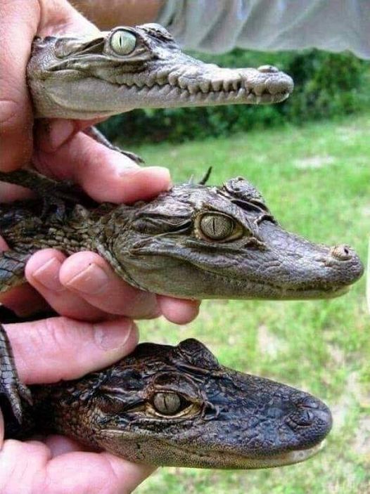 Crocodile, caiman, alligator - The photo, Wild animals, Crocodiles, Caiman, Alligator, Difference, Repeat