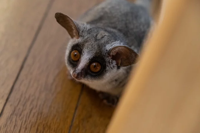 Reply to the post When you are offered an unfamiliar tasty treat - My, Strawberry (plant), Milota, Repeat, Galago, Japan, Youtube, Reply to post, Longpost, Dwarf lemur