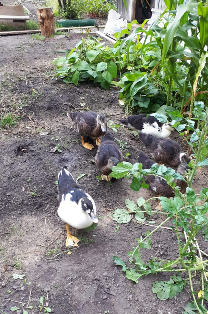 Ответ на пост «Утка спешит на помощь...»