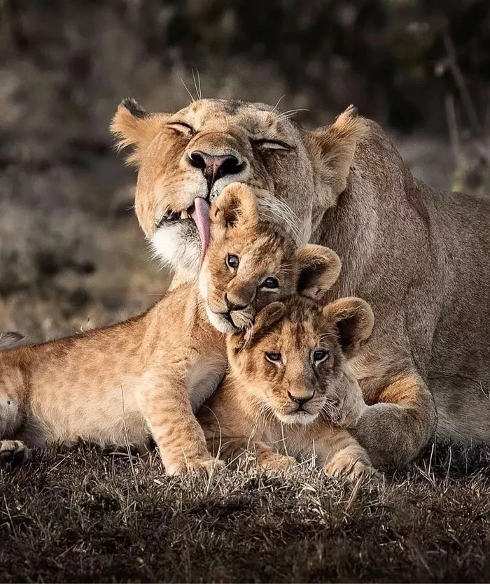 Washers - The photo, Wild animals, Animals, Young, a lion, Big cats, Lion cubs, Washing, Cat family