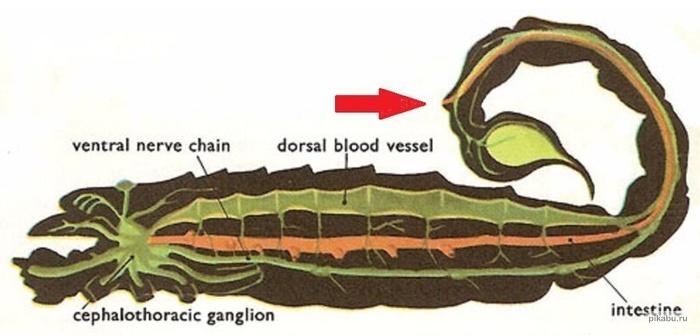 Yes, it's just a complete asshole! Biology with Bald Kamrad - My, Biology, Nauchpop, Interesting, Longpost, Sea cucumber, Scorpions