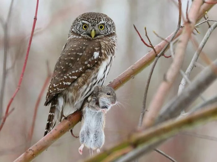 Sparrow owl shows his girlfriend around - The photo, Birds, Predator birds, Owl, Owl, Sparrow owl