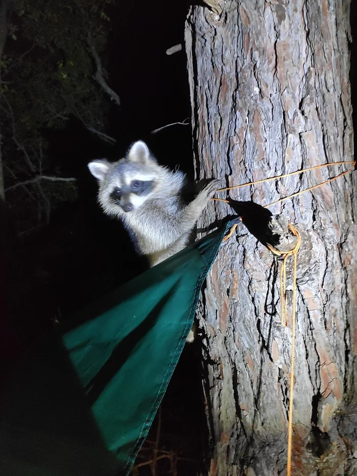 May it always be August - My, August, Summer, Sea, Raccoon