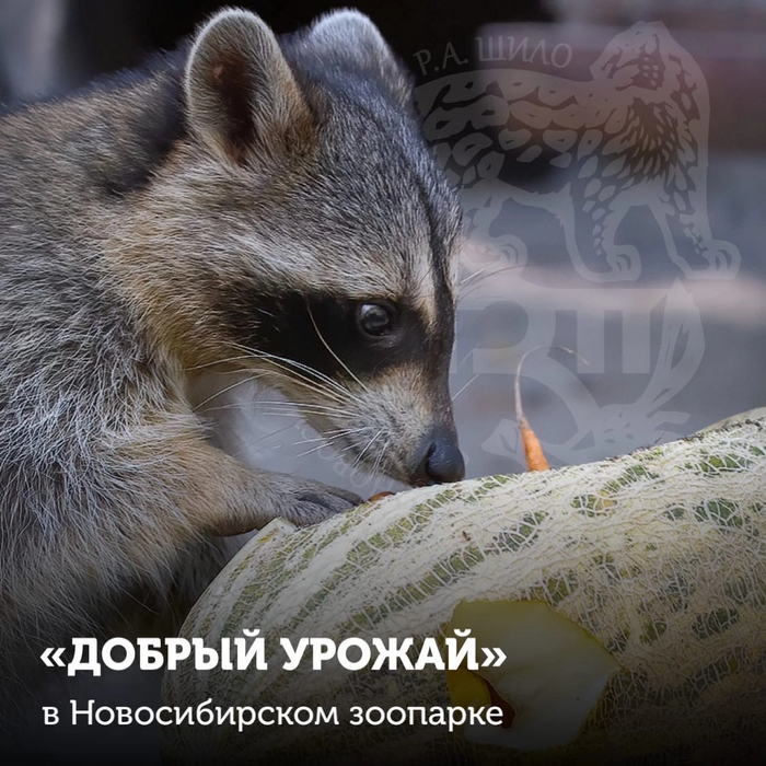 Куда деть кабачки?