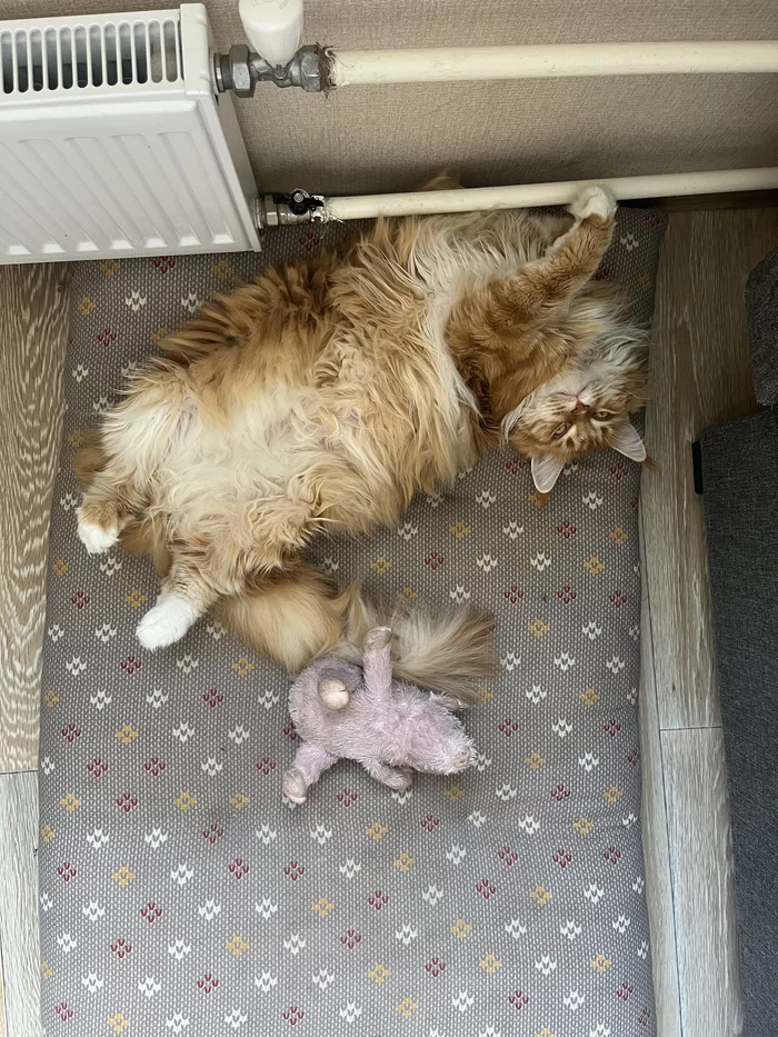 Cystitis or cat just dirty? - My, Treatment, Cystitis, cat, Maine Coon, Veterinary, Text, Longpost