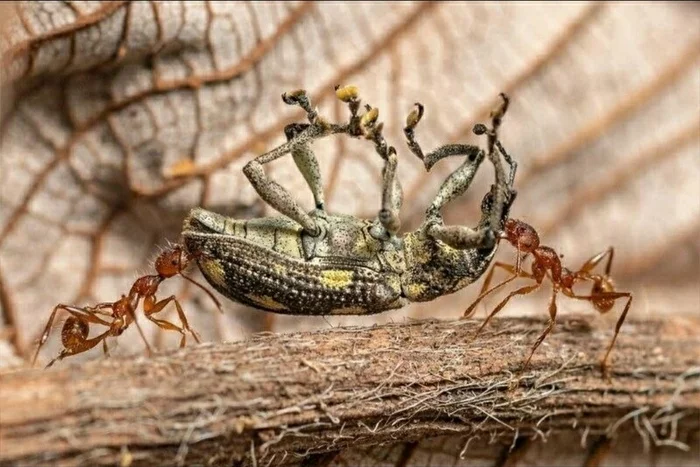 Teamwork - The photo, Ants, Weevil