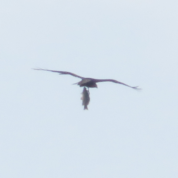 Mm, I'll eat it right now - My, Kite, Birds, Ornithology, Predator birds, The photo, Longpost, Bird watching, Black kite