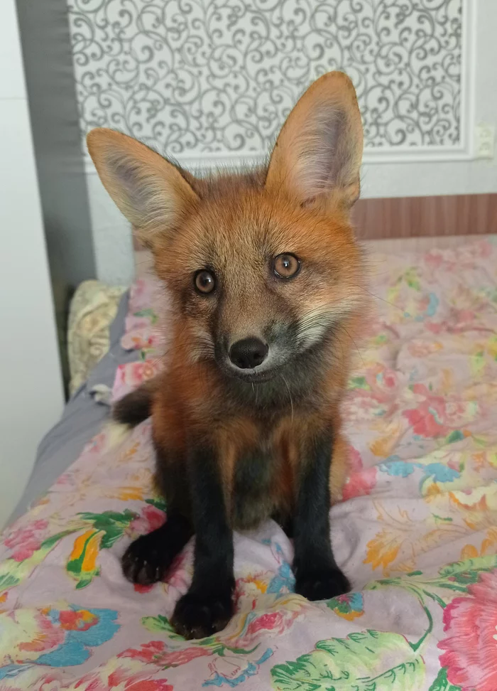 Life with a Fox: Part 1 - My, Domestic fox, Pets, Longpost, Fox, Life stories