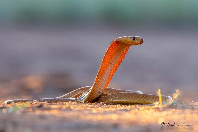 cape cobra - Cobras, Snake, Reptiles, Poisonous animals, Wild animals, wildlife, Nature, South Africa, The photo
