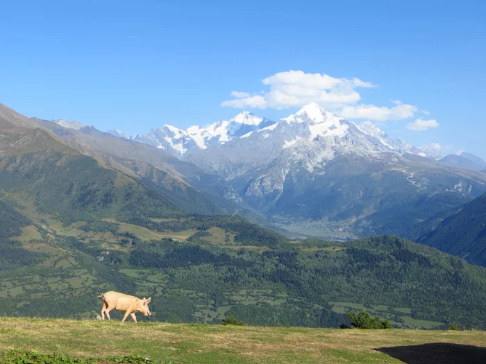 Photogenic - My, The photo, Travels, The mountains, Georgia, Piglets