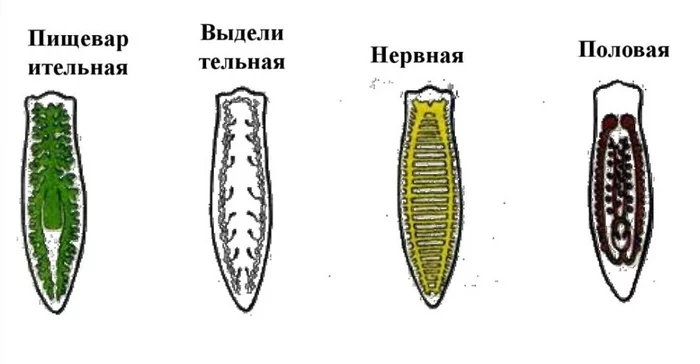 К черту гороскопы, какая ты сегодня система органов планарии? - Планария, Биология, Гороскоп, Картинка с текстом