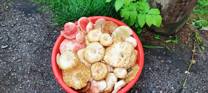 Грибы собираем в лесочке