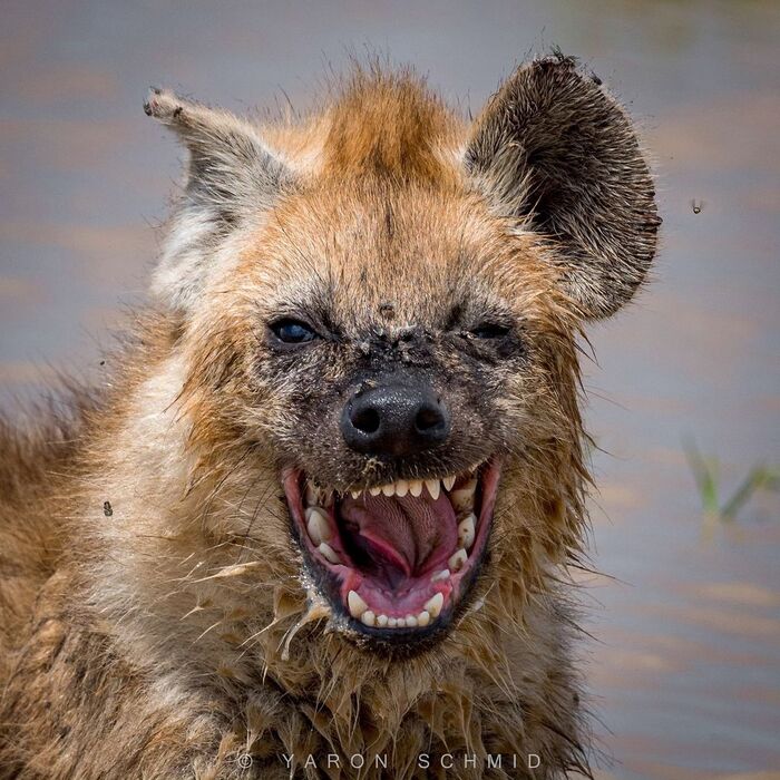 Cheerful - Spotted Hyena, Hyena, Predatory animals, Mammals, Wild animals, wildlife, Nature, National park, Serengeti, Africa, The photo, Animals