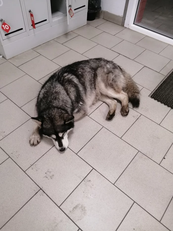 Found a dog - My, Kaluga region, Found a dog, Dog, Lost, No rating