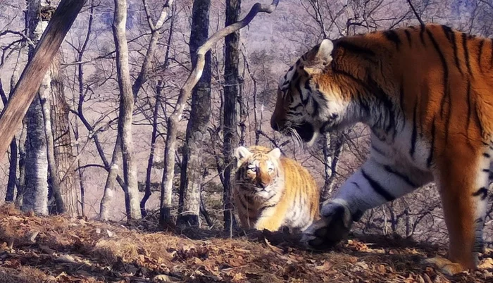 A brood of five Amur tiger cubs has been recorded in the wild for the first time - Amur tiger, Tiger cubs, Five, World-first, Sensation, Tiger, National park, Land of the Leopard, Primorsky Krai, Phototrap, Big cats, Cat family, Predatory animals, wildlife, beauty of nature, Positive, Rare view, Red Book, Young, Video, Youtube, Longpost, Wild animals