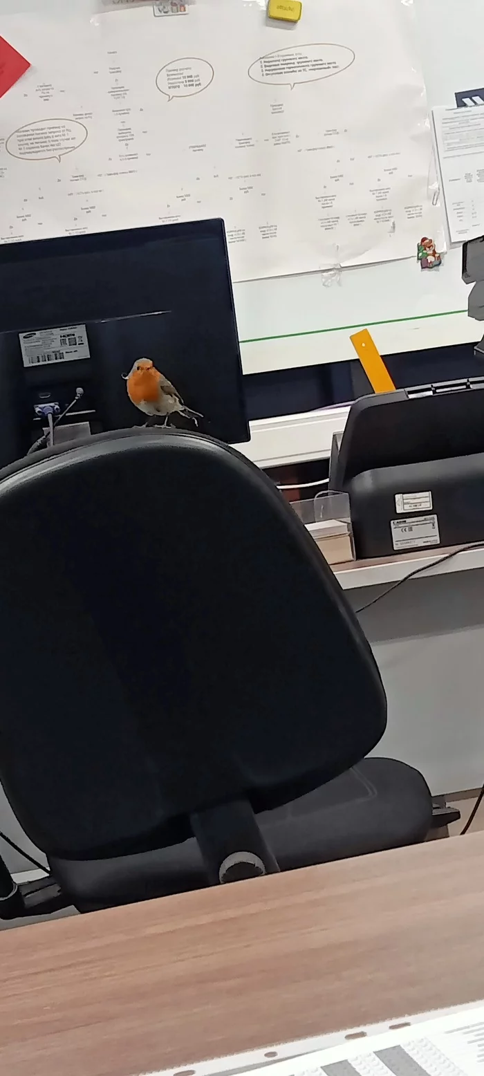 Guest at work - My, Work, Guest, Birds, Suddenly, Проверка, Longpost, Robin