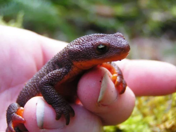 Yellow-bellied newt: Don't kiss amphibians! Tiny amphibian and its deadly venom - Triton, Amphibians, Amphibian, Animal book, Longpost, Yandex Zen