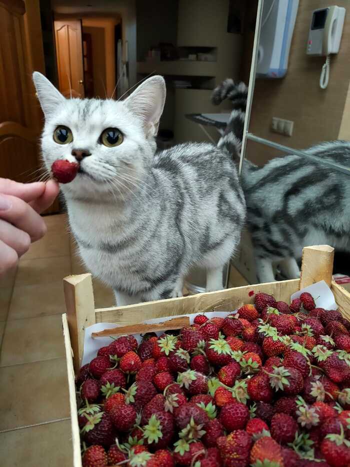 Спася любительница клубники