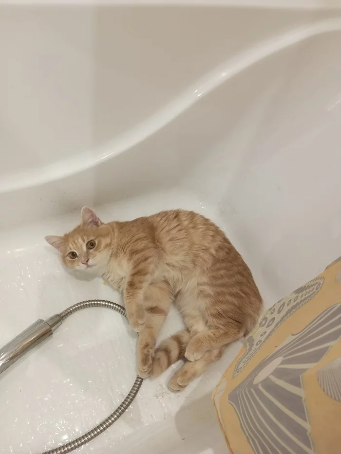 Bath fur - My, cat, Bathroom, Relaxation, Longpost