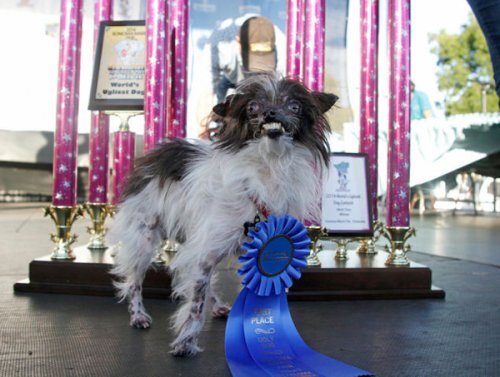 Abused dog found a home and won the title of the ugliest dog in the world - Negative, The rescue, Disease, Kindness, Treatment, Veterinary, Dog, Homeless animals, Found a home, Volunteering, In good hands, Animal shelter, Animal Rescue, Helping animals