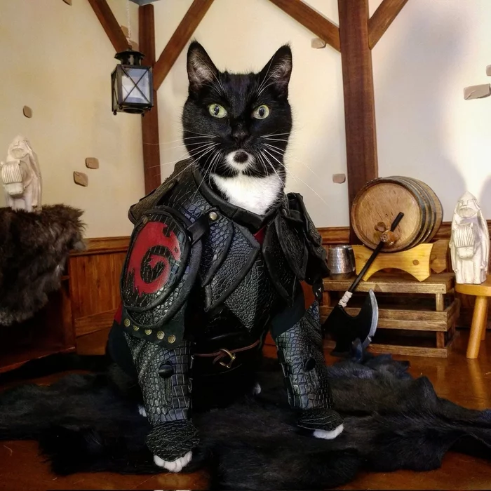 Battle Detachment Kus - cat, Armor, Humor, The photo, Longpost