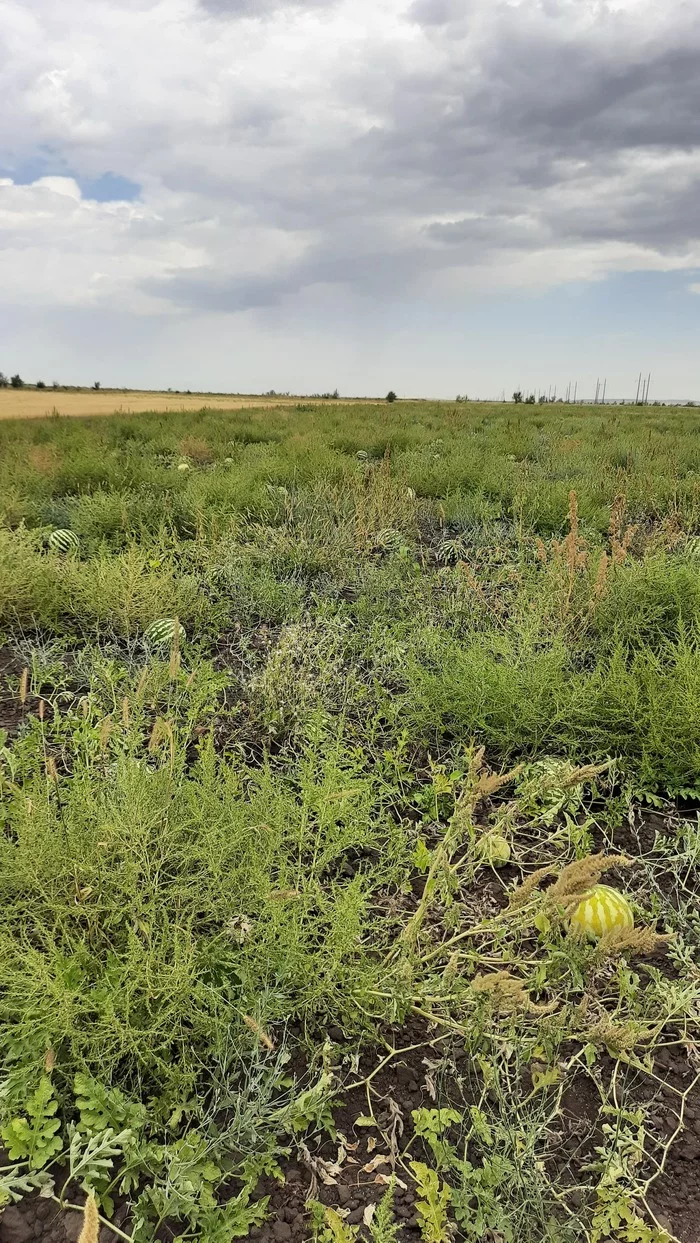 Watermelon wanted - Bakhcha, Melon, Longpost, Harvest, Watermelon