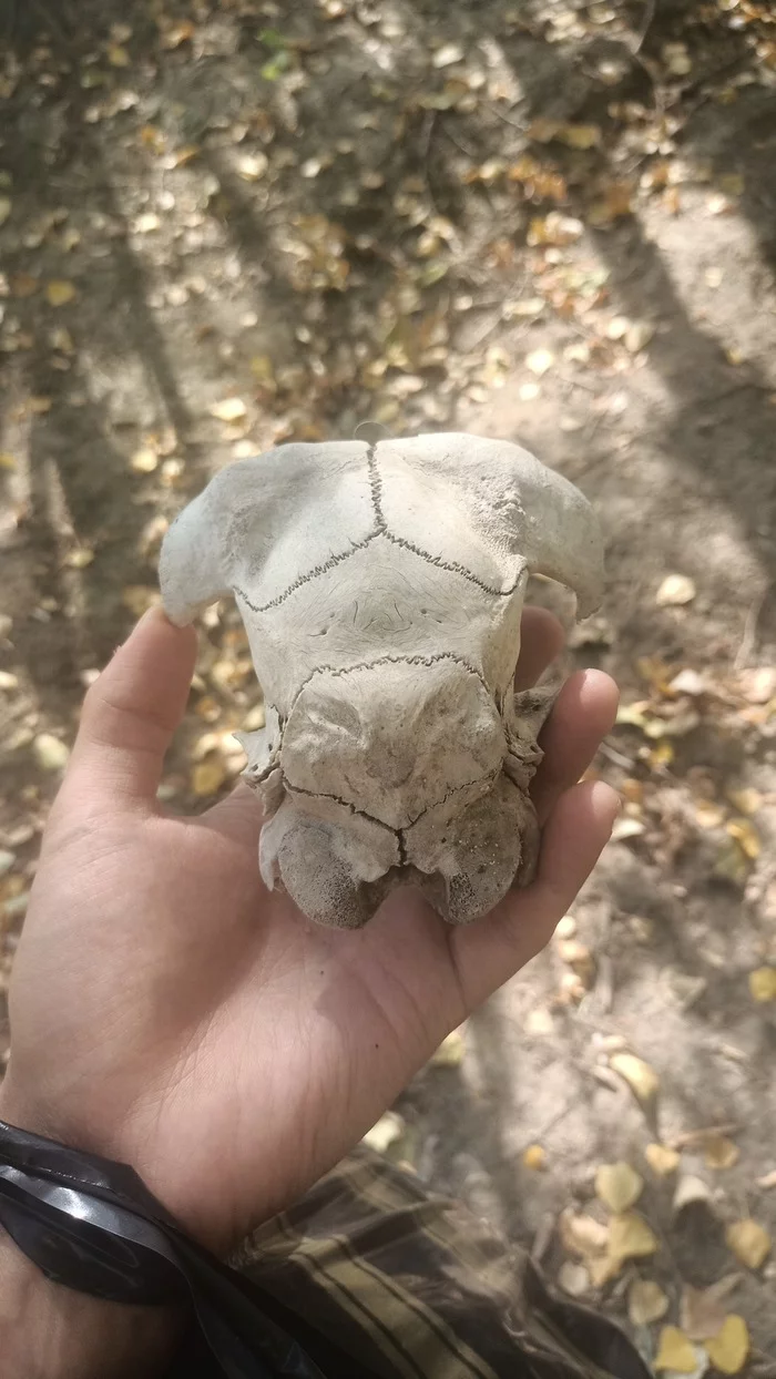 Hello everyone, I found a skull on the shore, I can’t understand whose - Scull, Bones, Archeology, Find, Animals, Osteology, Longpost