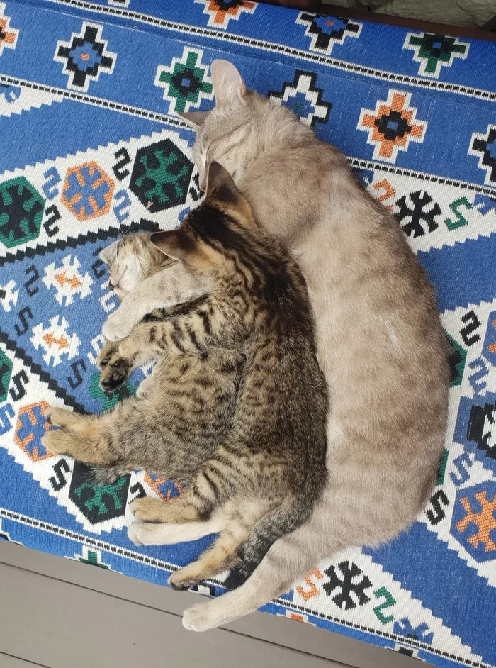 Three cats - My, cat, Kittens, Milota, Tenderness, Paws, Motherhood, Maternal instinct