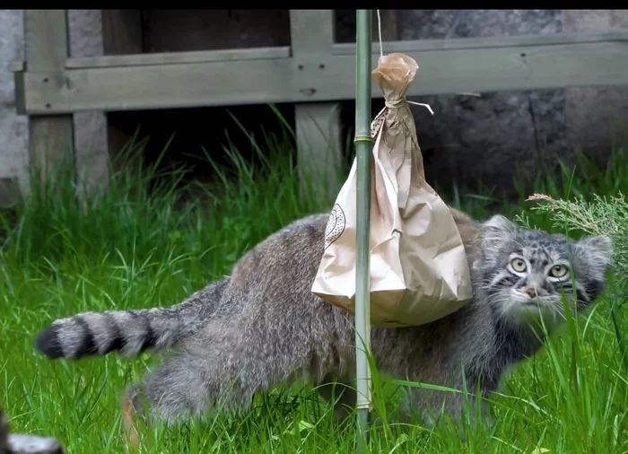 From the Moscow Zoo - Pallas' cat, Pet the cat, Cat family, Small cats, Moscow Zoo