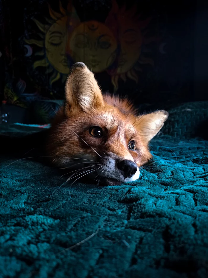 Domestic Fox Calcifer - My, Fox, Domestic fox, Pets, Longpost