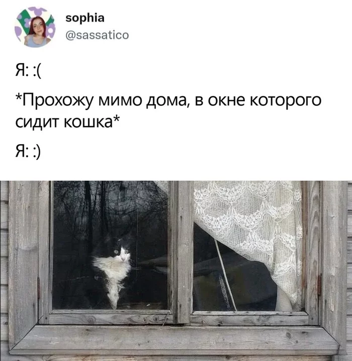 Reason to smile - Humor, Screenshot, Twitter, cat, Window, Smile