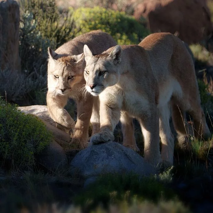 Brothers - Puma, Small cats, Cat family, Predatory animals, Animals, Wild animals, wildlife, Nature, Patagonia, South America, The photo, Mammals