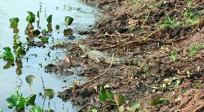 Год в Латинской Америке. Отчет. Грабежи, стрельба и агрессивные ламы Южная Америка, Латинская Америка, Перу, Аргентина, Колумбия, Парагвай, Кайман, Лама, Капибара, Игуана, Панама, Путешествия, Жизнь за границей, Длиннопост Год в Латинской Америке. Отчет. Грабежи, стрельба и агрессивные ламы Южная Америка, Латинская Америка, Перу, Аргентина, Колумбия, Парагвай, Кайман, Лама, Капибара, Игуана, Панама, Путешествия, Жизнь за границей, Длиннопост