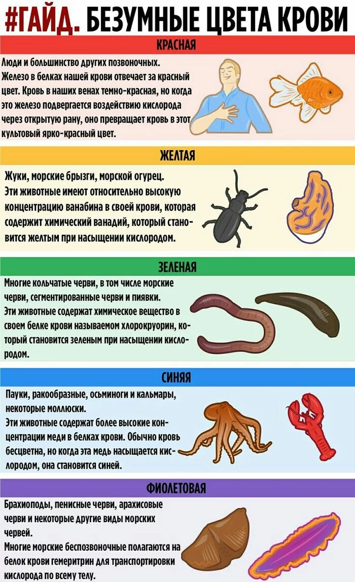 Blood is different - Biology, Blood, Animals, Person, Color, Nature