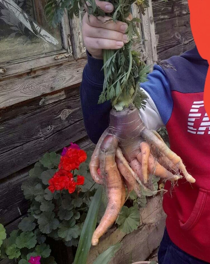 Carrot that wants to catch up with you - My, Carrot, Mutant