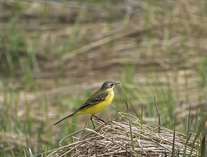 Complicated Wagtail - My, Photo hunting, Nature, The nature of Russia, Ornithology, beauty of nature, Hobby, Wagtail, The photo, Birds