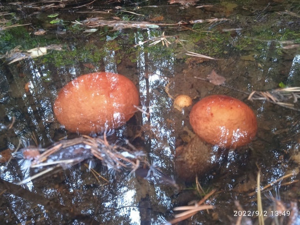 mushroom fishing - Leningrad region, Mushrooms, Rain, Picture with text