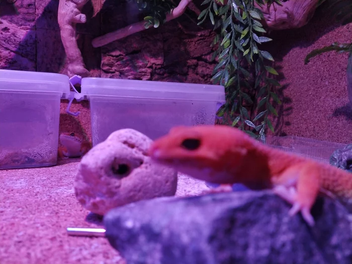I ate, it's time to warm up))) - My, Eublefar, Gecko, Leopard gecko, Terrarium, Breeding, Hobby, Pets, Longpost, Terrariumistics