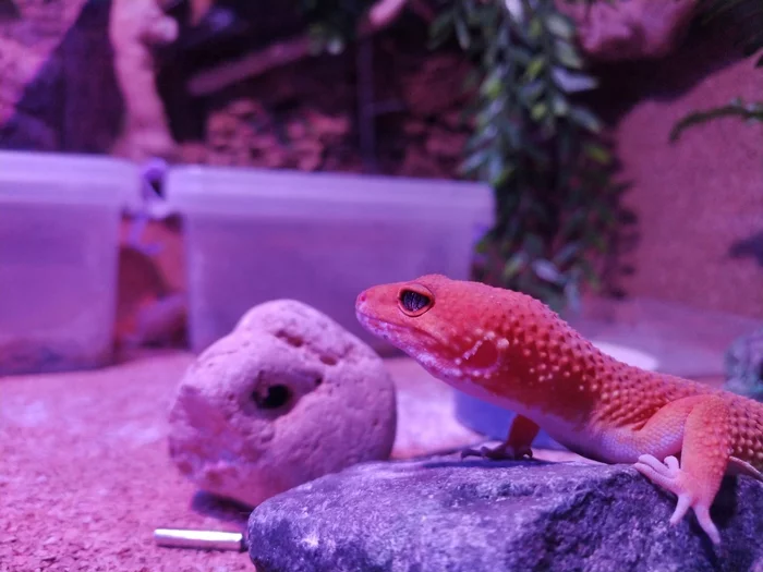 I ate, it's time to warm up))) - My, Eublefar, Gecko, Leopard gecko, Terrarium, Breeding, Hobby, Pets, Longpost, Terrariumistics