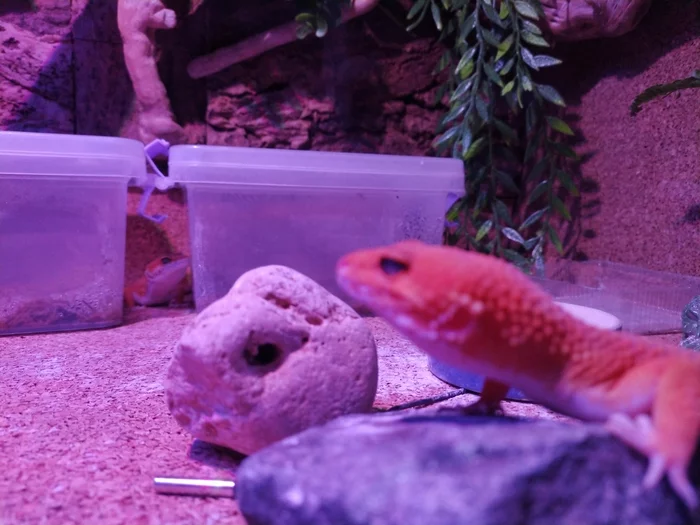 I ate, it's time to warm up))) - My, Eublefar, Gecko, Leopard gecko, Terrarium, Breeding, Hobby, Pets, Longpost, Terrariumistics