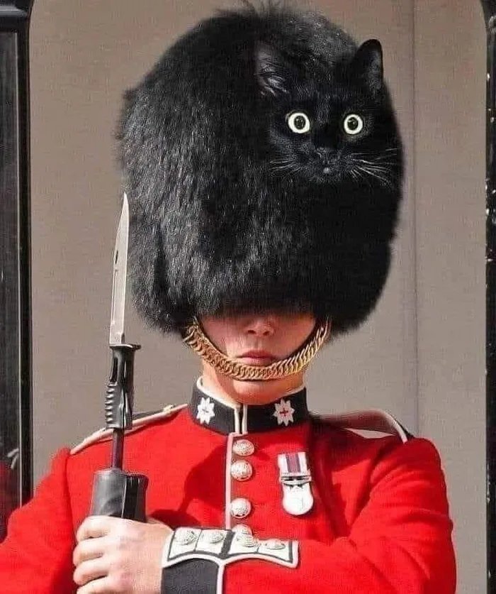 Secret of the Petty British Guards - cat, Black cat, Great Britain, Guardsman, Cap