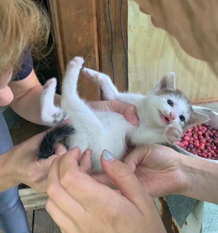 Urgently kittens in good hands! Moscow, Dmitrov, Yakhroma, Khimki, Mytishchi, Iksha, Ermolino! - My, Helping animals, Animal Rescue, Kittens, cat, Longpost, No rating, Moscow, Milota, Mytischi, Khimki, Dmitrov, Yakhroma, Iksha, Lobnya, In good hands