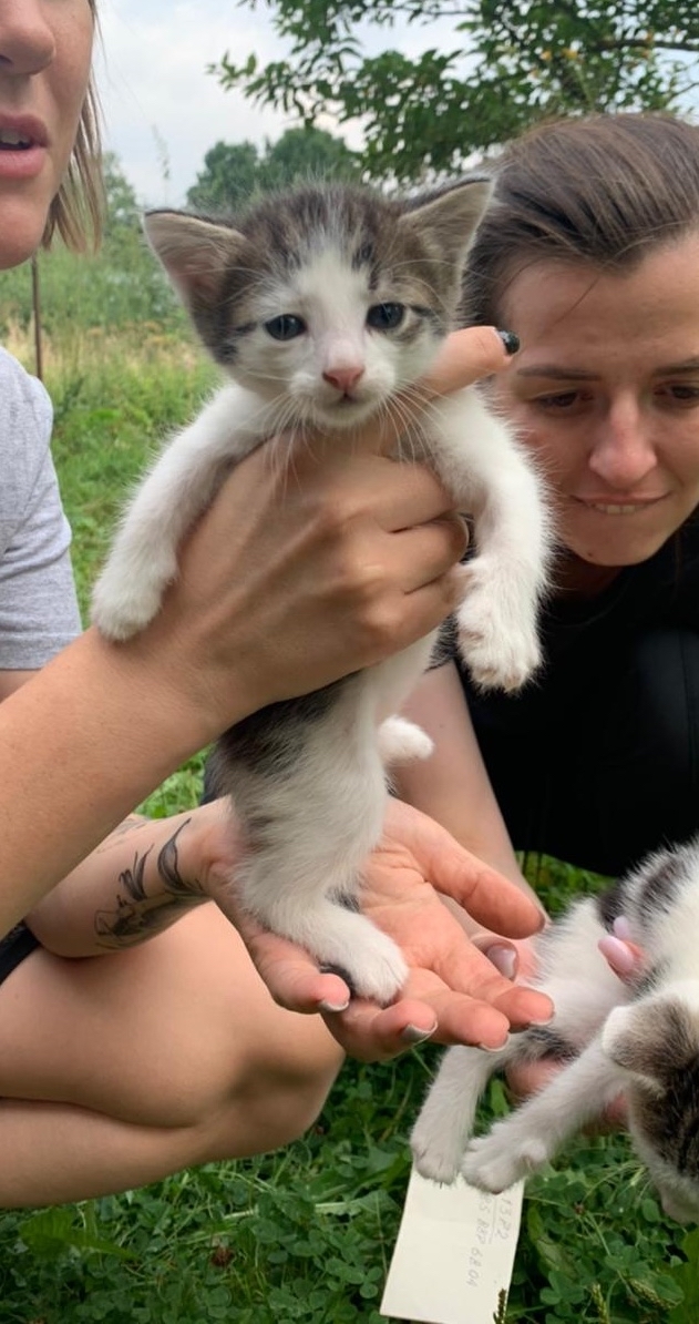 Urgently kittens in good hands! Moscow, Dmitrov, Yakhroma, Khimki, Mytishchi, Iksha, Ermolino! - My, Helping animals, Animal Rescue, Kittens, cat, Longpost, No rating, Moscow, Milota, Mytischi, Khimki, Dmitrov, Yakhroma, Iksha, Lobnya, In good hands