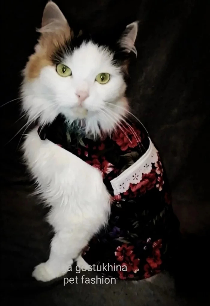 ������������ ��� ���������