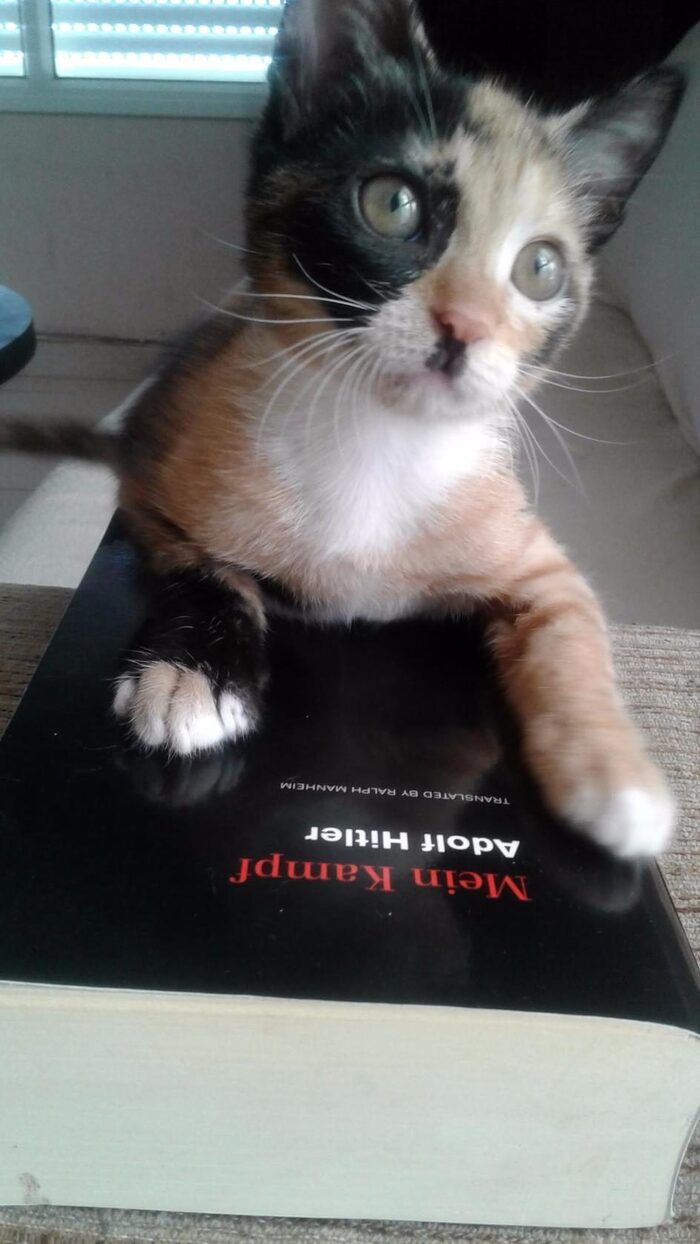 Что-то пошло не так, хозяин?