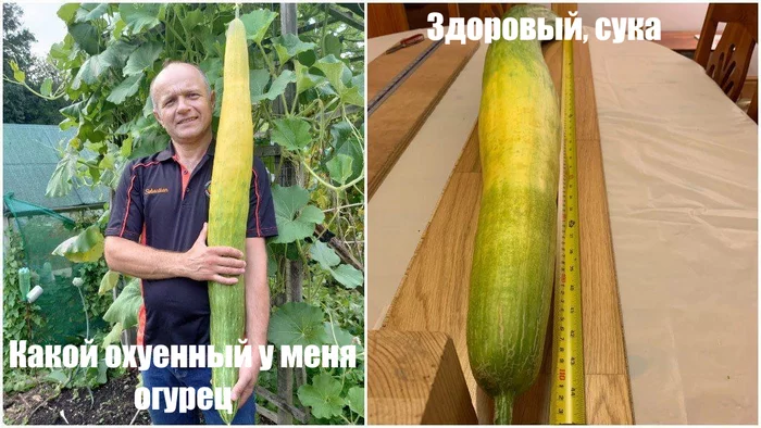 This guy has the longest cucumber in the world - news, Guinness Book of Records, Cucumbers, Humor, Memes, Picture with text, Mat