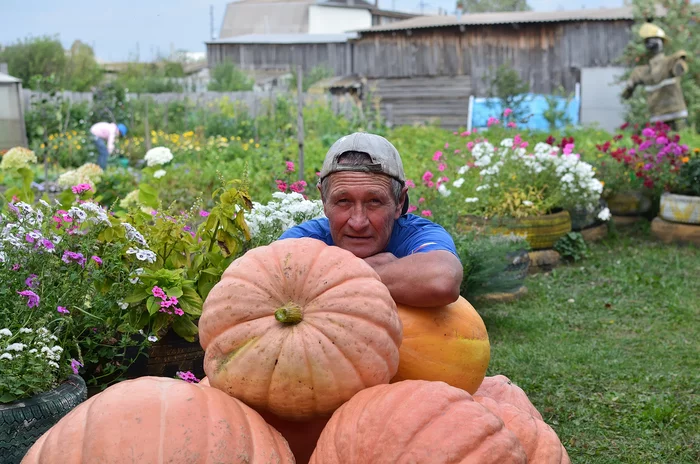 There will be plenty of pumpkin juice - My, Nikon, Krasnoyarsk region, Shushenskoye, Pumpkin, Garden, Portrait