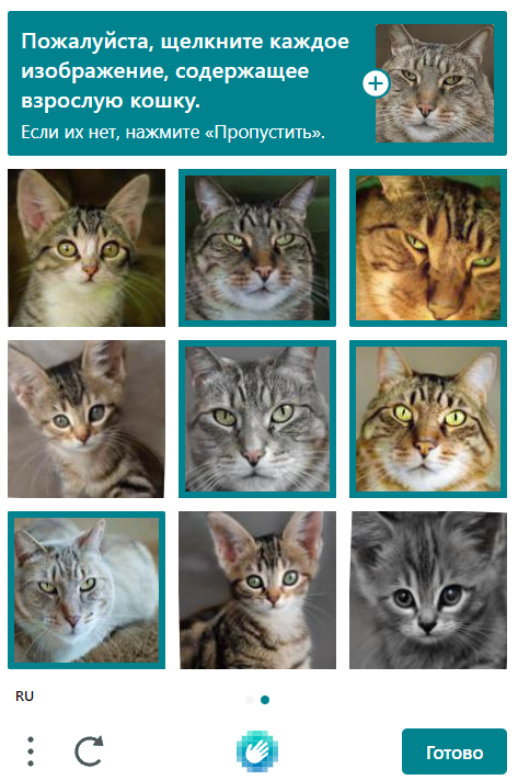 New captcha - My, cat, Captcha, Screenshot