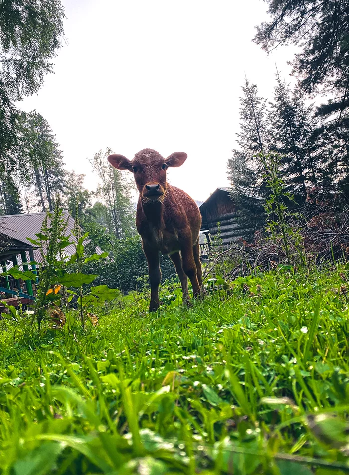 Calf - My, The photo, Mobile photography, Calf, Village