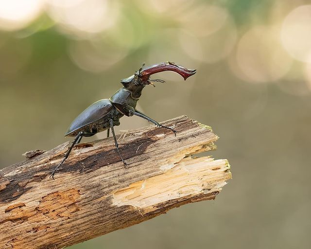 stag beetle - Deer Beetle, Жуки, Insects, wildlife, Nature, The photo, Netherlands (Holland)